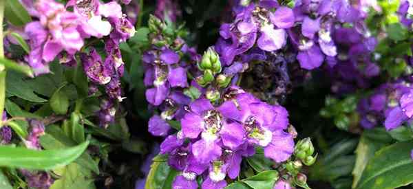 ANGELONIA -Pflanzenanbau Tipps Wie man sich um Sommer -Snapdragons kümmert