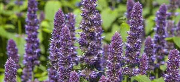 Como cuidar de anis hyssop (Agastache foeniculum)