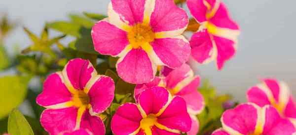 Más de 16 flores anuales llamativas y coloridas gritando Mira las flores