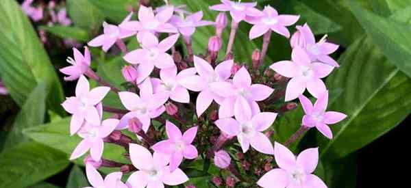 Annuelles qui attirent le nectar des papillons | Héberge les plantes