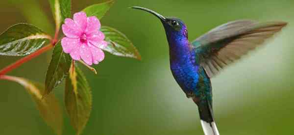 Apa semusim terbaik yang menarik burung kolibri