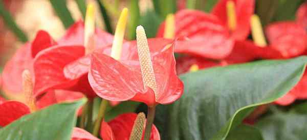 Anthurium Die Flamingo -Blume wächst Ihre Anthurien als Zimmerpflanze