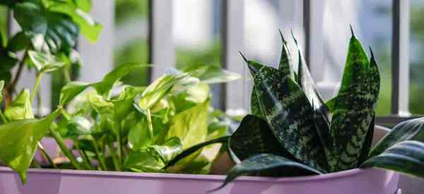 Meilleures plantes d'intérieur pour appartements