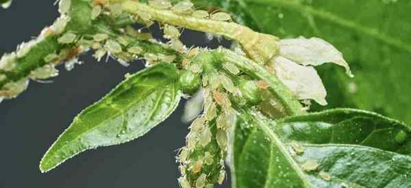 Aphids em plantas de pimenta métodos naturais | Sprays