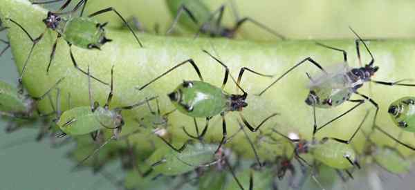 Pucerons sur les plantes succulentes quoi rechercher et comment les contrôler