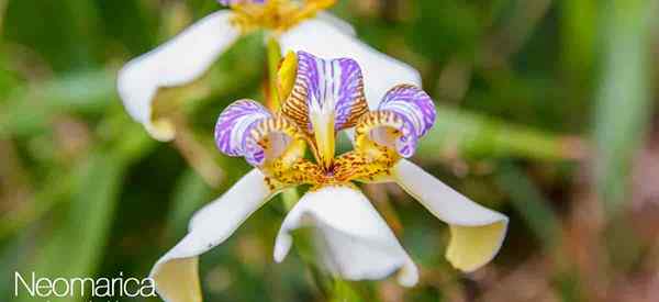 Neomarica der Südamerikas Walking -Apostel -Pflanze Iris