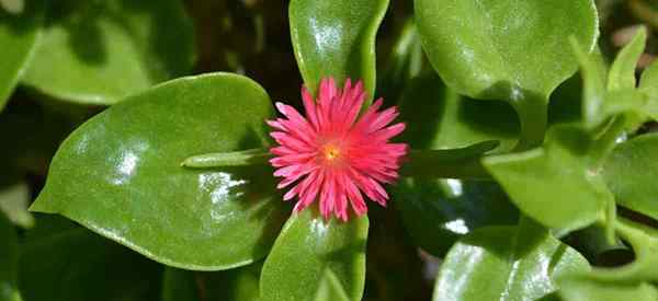 Cómo cuidar Aptenia Cordifolia