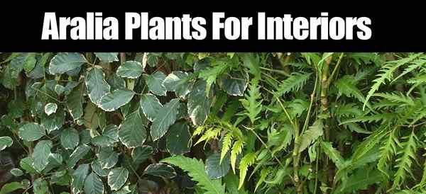 Plantes Aralia pour les intérieurs