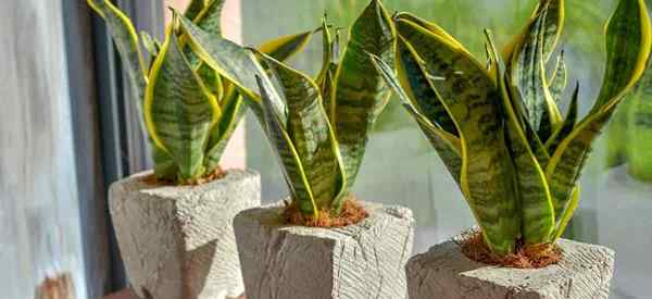 Les plantes de serpent sont-elles toxiques aux chats? (Sansevieria)