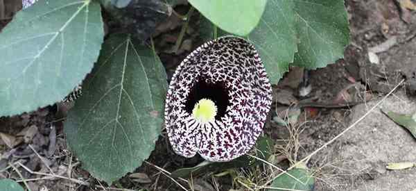 Aristolochia elegans wie man die Kletterkalikoblume erweitert