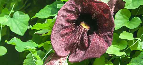 Dutchmans Pipe Plant Care Cómo cultivar Aristolochia Macrophylla Vine