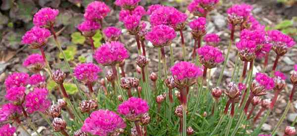 Tumbuh Tumbuhan Thrift Laut Perawatan Armeria Maritima