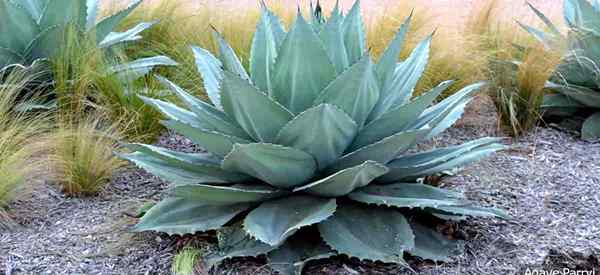 Artichaut Agave Care Conseils pour la culture de l'agave Parryi