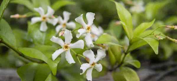 Conseils de soins du jasmin asiatique sur la croissance de Trachelospermum asiaticum