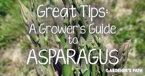 Comment cultiver des asperges comme un pro