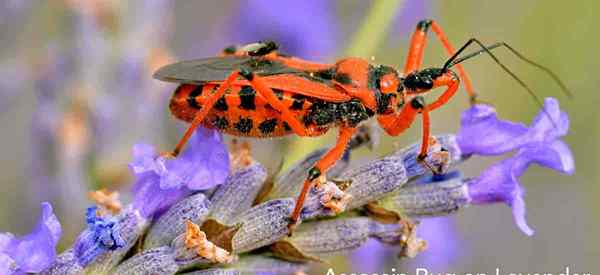 El control de plagas naturales aterrador de los insectos asesinos para su jardín