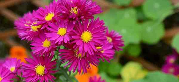 Michaelmas Daisy Como crescer e cuidar de Aster Novi-Belgi