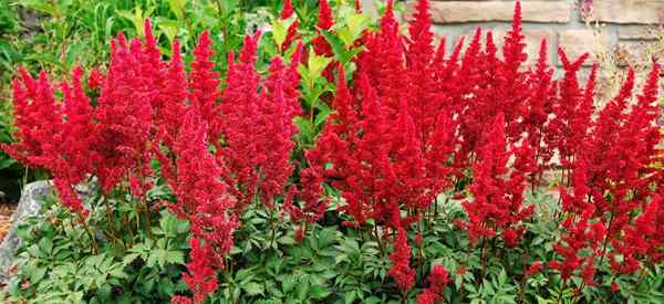 Cultiver une fausse spirea comment prendre soin d'Astilbe Fanal