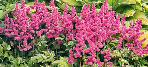 Cuidando de plantas Astilbe