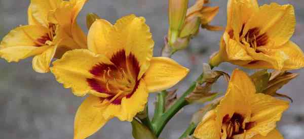 Daylilies floresce oito meses por ano