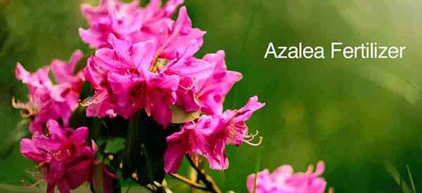 Conseils d'engrais azalea pour nourrir les plantes azalea