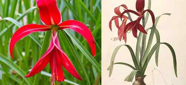 Aztec Lily Bulb Care Currence Conseils pour Sprekelia Formosissima