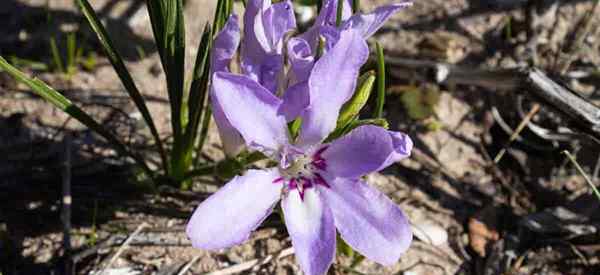 Maklumat Bunga Baboon - [Babiana Stricta Plant] Penjagaan dan petua yang semakin meningkat