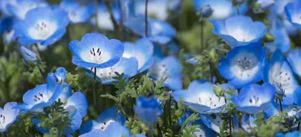 Bayi Biru Mata Perawatan Bunga Menumbuhkan Nemophila Menziesii