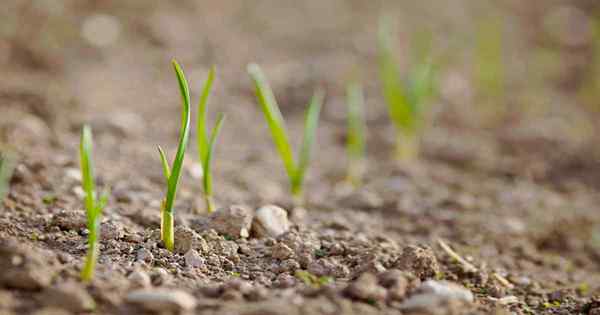 Cara menanam dan menumbuhkan bawang bohlam