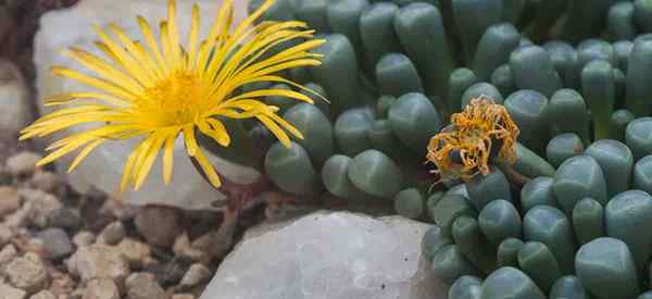 Cuidados suculentos de cuidados suculentos para bebês plantas de fenestraria