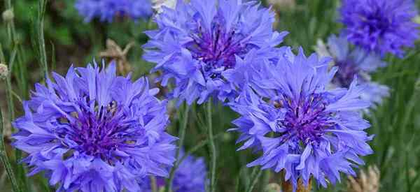 Junggesellenknopf, Maisblumen wie man Centaurea -Blumen anbaut