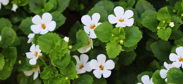 Bacopa Pflanzenversorgung Wie man ein jährliches Sutera Cordata anbaut