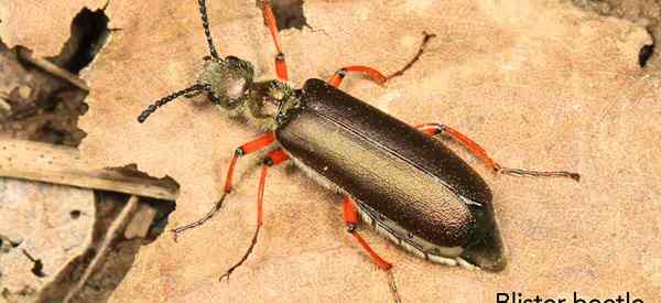 Blist Beetle Control Cómo deshacerse de los escarabajos de la ampolla