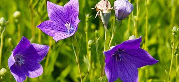 Penjagaan Tanaman Bunga Belon Cara Menumbuhkan Platycodon Grandiflorum