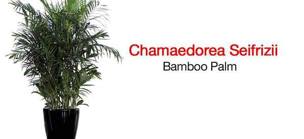 Bambou Palm plante comment prendre soin du chamaedorea seifrizii
