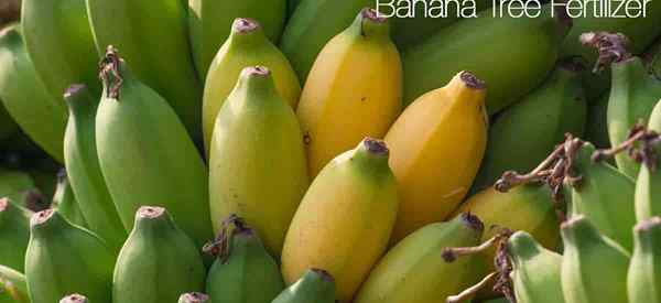 Fertilizante de banana Crescendo plantas saudáveis ​​de banana