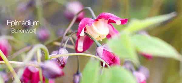 Barrenwort Plant Care Aprenda consejos sobre Epimedium en crecimiento