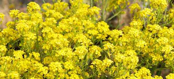 Panier de soins aux plantes d'or apprenant à cultiver Aurinia saxatilis