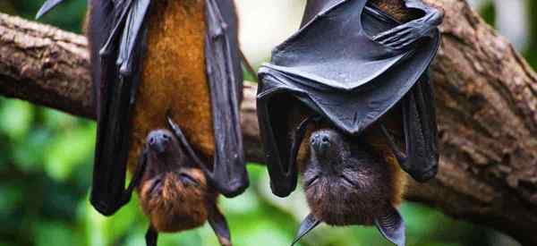 Pupuk Bat Guano Menggunakan Kotoran Kelelawar Alami di Taman