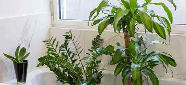 17 meilleures plantes de salle de bain, comment utiliser et choisir, basse lumière, pas de lumière