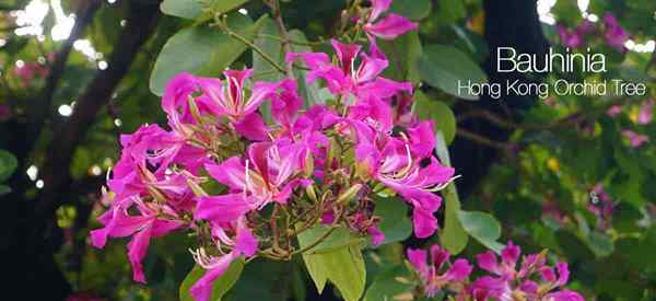 Árbol de orquídeas de Bauhinia una familia única de árboles, arbustos y vides