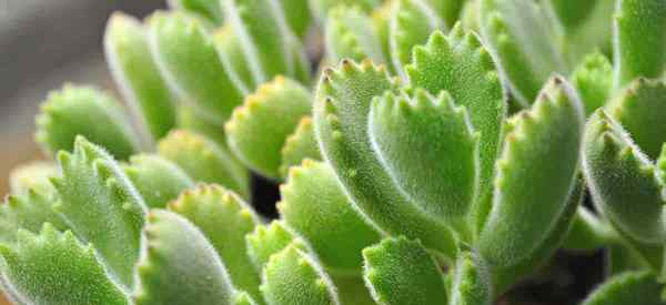 Bears Paw Plant Care cultivando el Cotiledón Tomentosa cactus