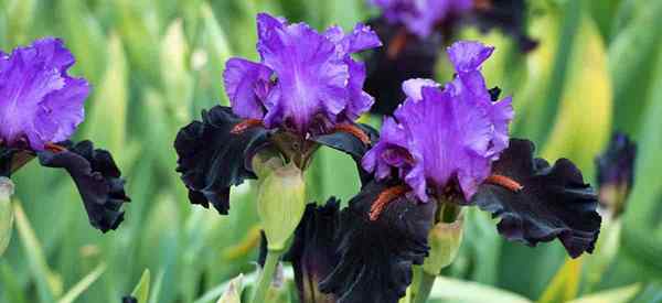 Plant d'iris barbu Cultiver | CARE | Pest | Propagation