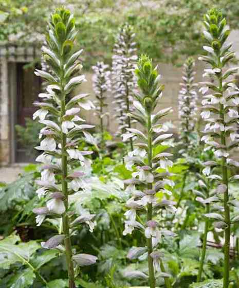 Loji Breeches Bear - Acanthus mollis tumbuh dan penjagaan