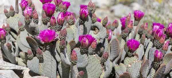 Cara Menumbuhkan Beavertail Cactus