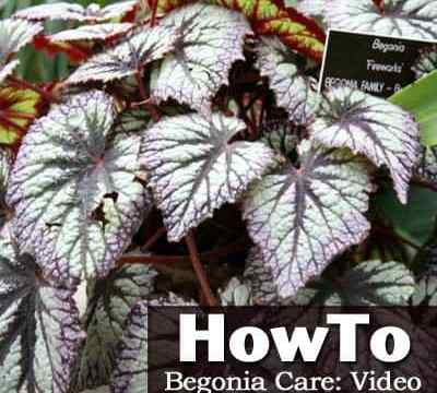 Cara merawat video begonia