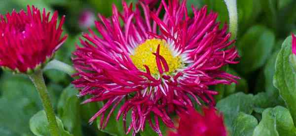 Bellis perennis Daisy cultivando la margarita inglesa perenne