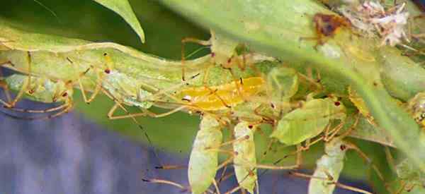 Mszyca Midge - Przyciąganie żarłocznego zabójcy mszyce do ogrodu