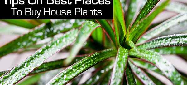 Conseils sur les meilleurs endroits pour acheter des plantes de maison