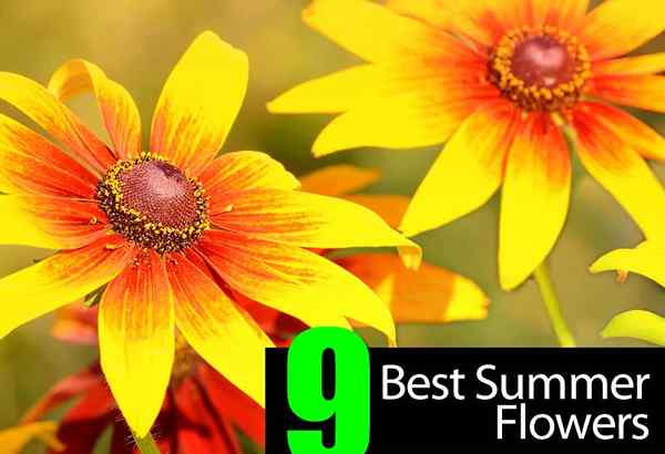 9 melhores flores de verão